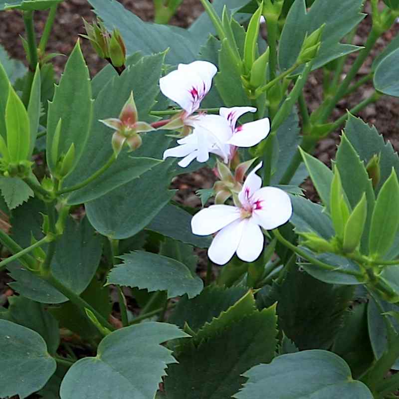 Pelargonium tricuspidatum