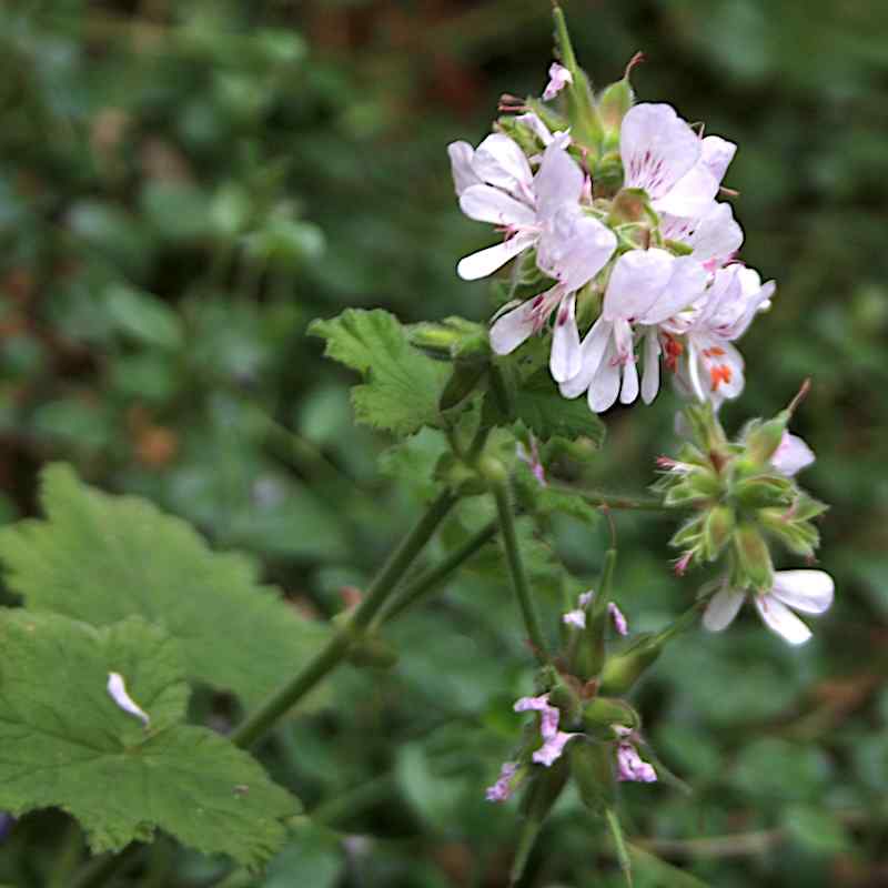 Pelargonium vitifolium