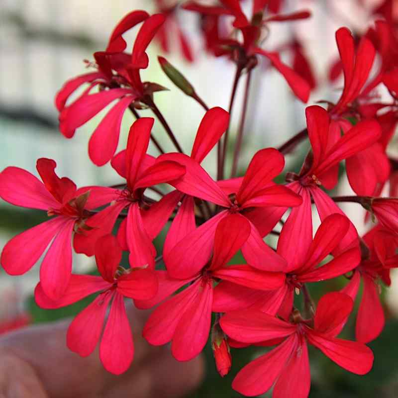 Pelargonium x kewense