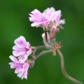 Pelargonium x caffum Diana