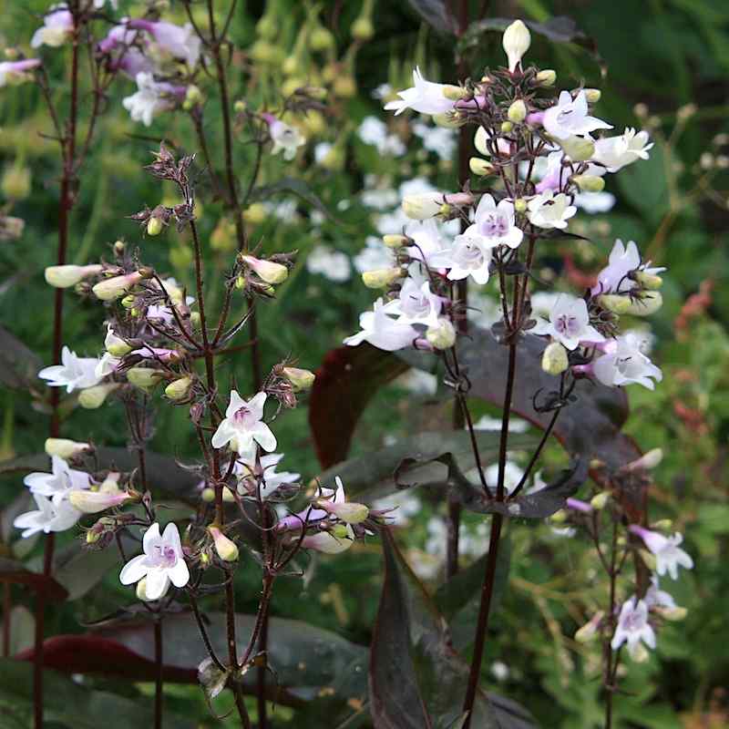 Penstemon digitalis ‘Mystica’ – Rørblomst