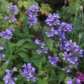 Penstemon serrulatus