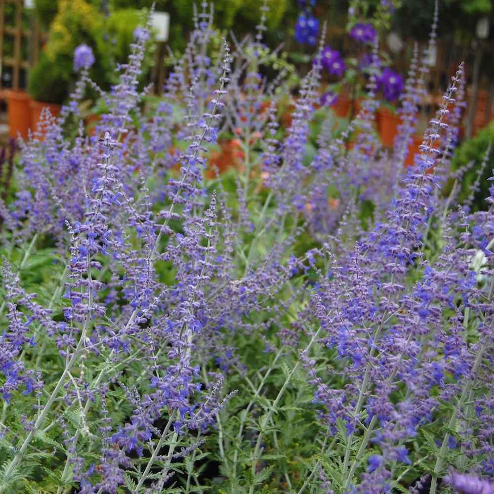 Perovskia atriplicifolia ‘Blue Spire’ – Blåbusk