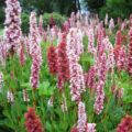 Persicaria affinis Superbum