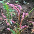 Persicaria amplexicaule Pink Elephant