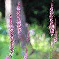 Persicaria amplexicaulis 'Rosea'