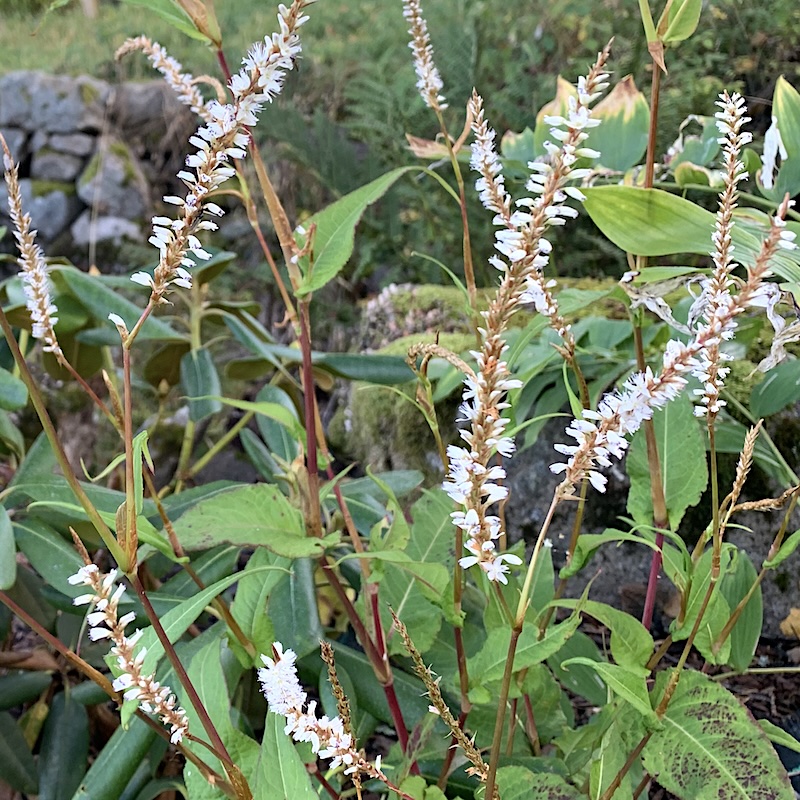 Persicaria amplexicaulis ‘White Eastfield’ – Blodslirekne