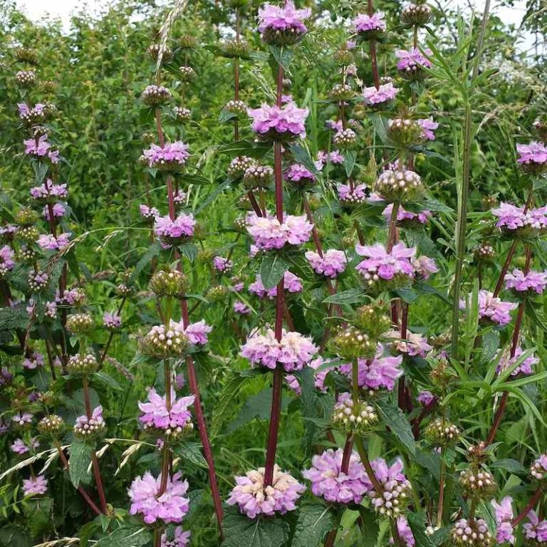 Phlomis tuberosa