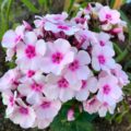 Phlox paniculata Bright Eyes