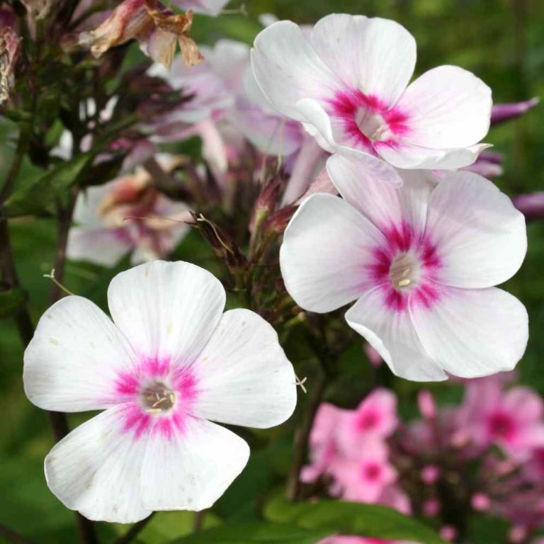 Phlox paniculata Europa