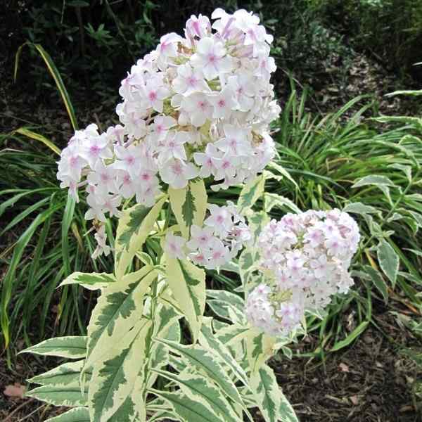 Phlox paniculata ‘Norah Leigh’ – Høstfloks