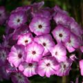 Phlox paniculata 'Purple Eye Flame'