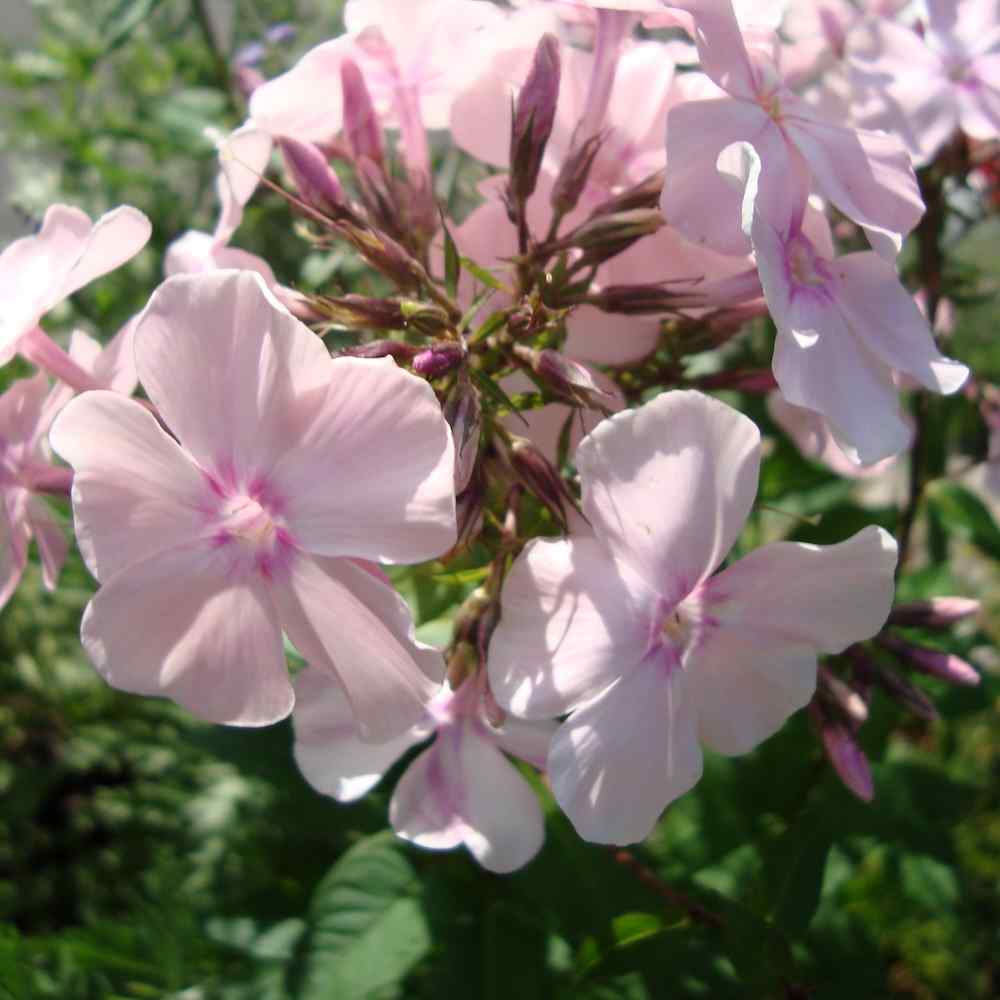 Phlox paniculata ‘Rosa Pastell’ – Høstfloks