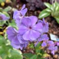 Phlox paniculata Sweet Summer Ocean