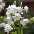 Phlox paniculata White Admiral