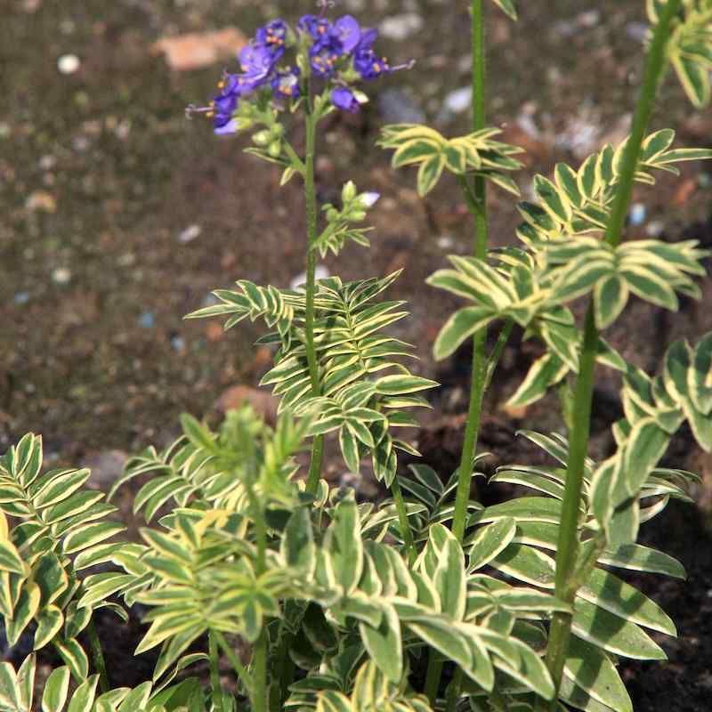 Polemonium caeruleum ‘Brise d’ Anjou’ – Flokk