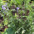 Polemonium caeruleum Stairway to Heaven