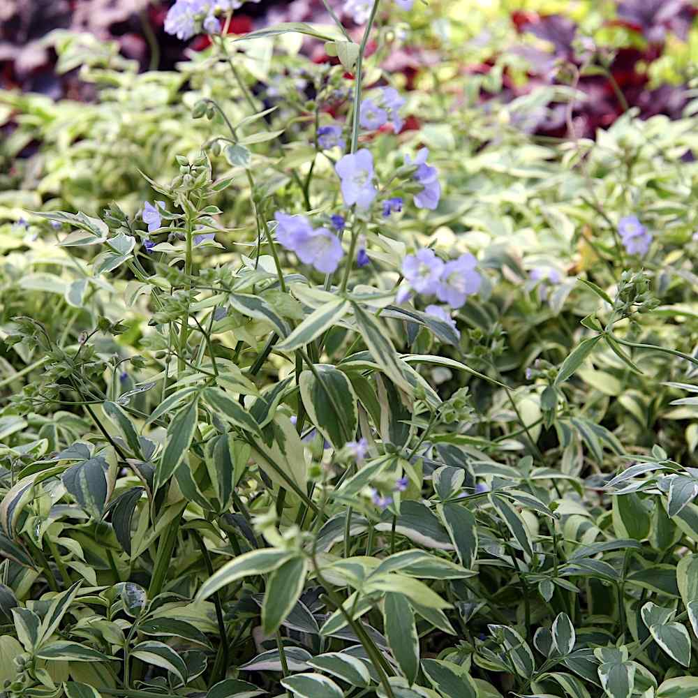 Polemonium Stairway to Heaven