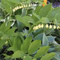 Polygonatum multiflorum