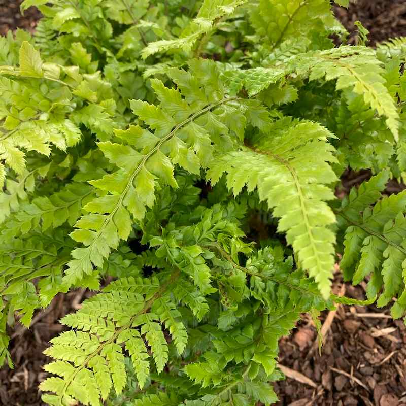 Polystichum polyblepharum