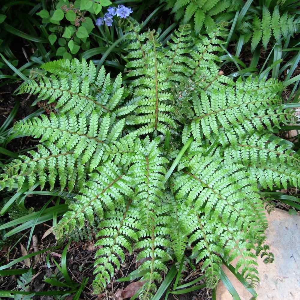 Polystichum polyblepharum – Duskbregne