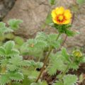 Potentilla Orange