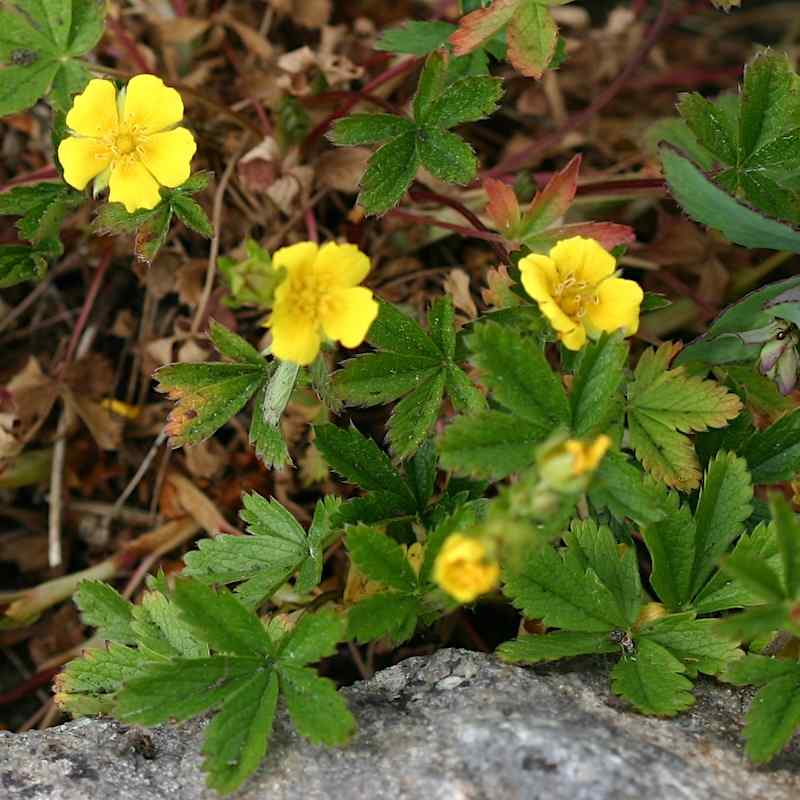 Potentilla aurea