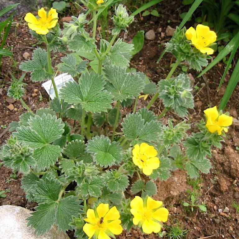 Potentilla fragiformis – Fagermure