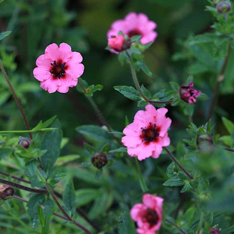 Potentilla nepalensis ‘Helen Jane’ – Nepalmure