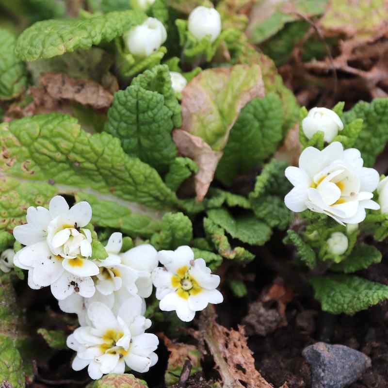 Primula x polyantha ‘Dawn Ansell’ – Primula