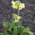 Primula elatior