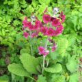 Primula japonica Miller's Crimson