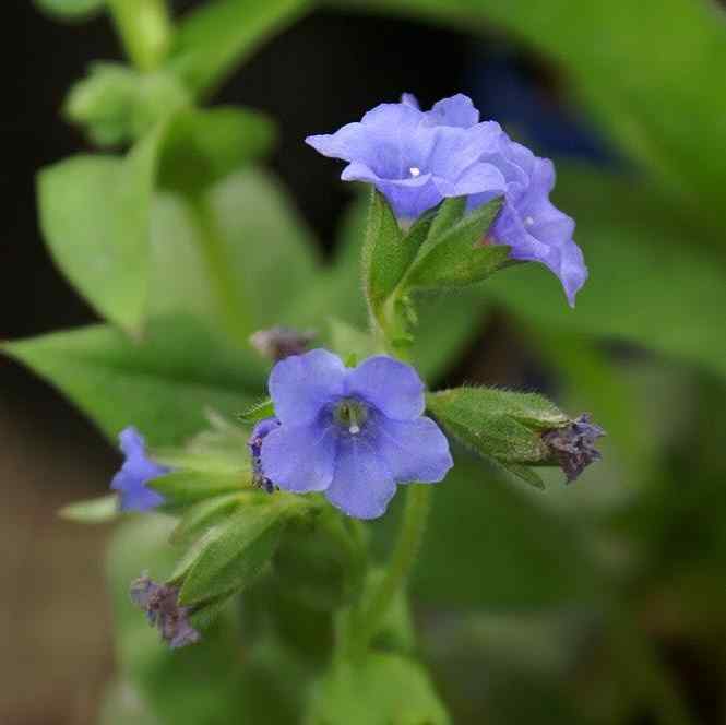 Pulmonaria Blue Ensign