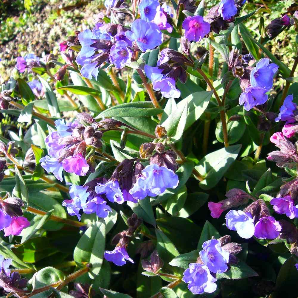 Pulmonaria Blue Ensign