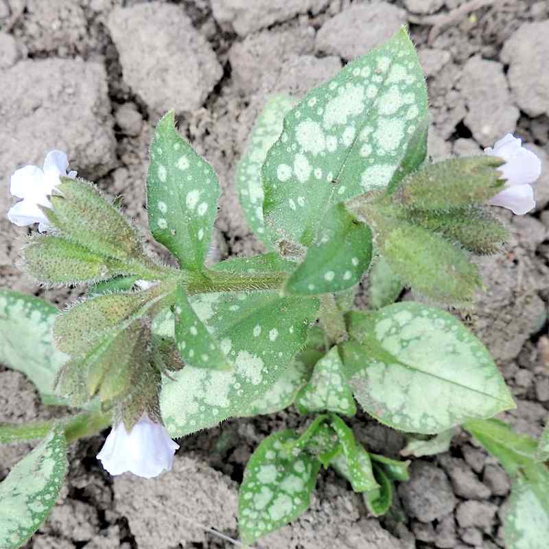 Pulmonaria Moonshine