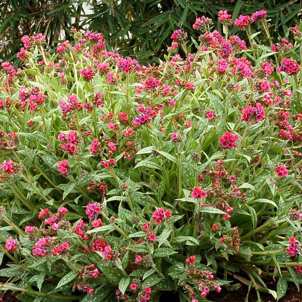 Pulmonaria Raspberry Splash