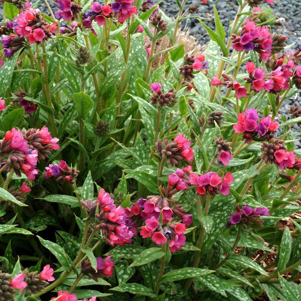 Pulmonaria ‘Raspberry Splash’ – Lungeurt