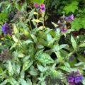 Pulmonaria longifolia Diana Clare