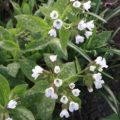 Pulmonaria officinalis Sissinghurst White