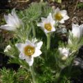 Pulsatilla vulgaris alba