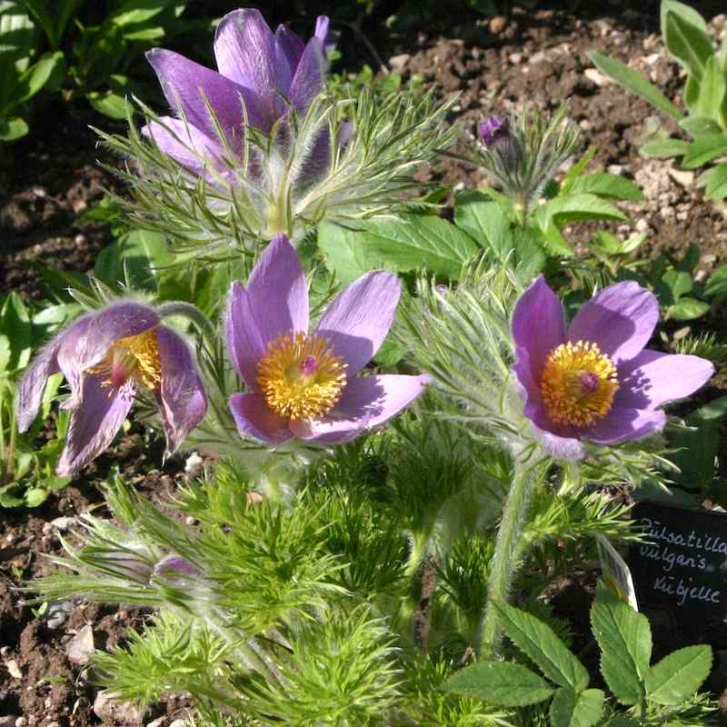 Pulsatilla vulgaris