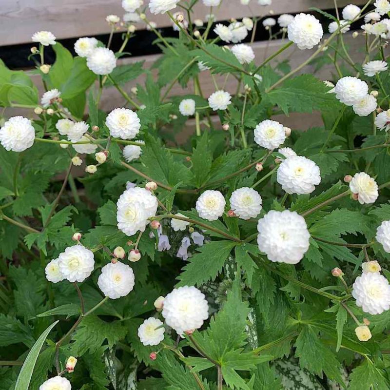 Ranunculus aconitifolius ‘Flore Pleno’ – Duppesoleie