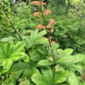 Rodgersia aesculifolia