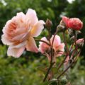 Rosa A Shropshire Lad