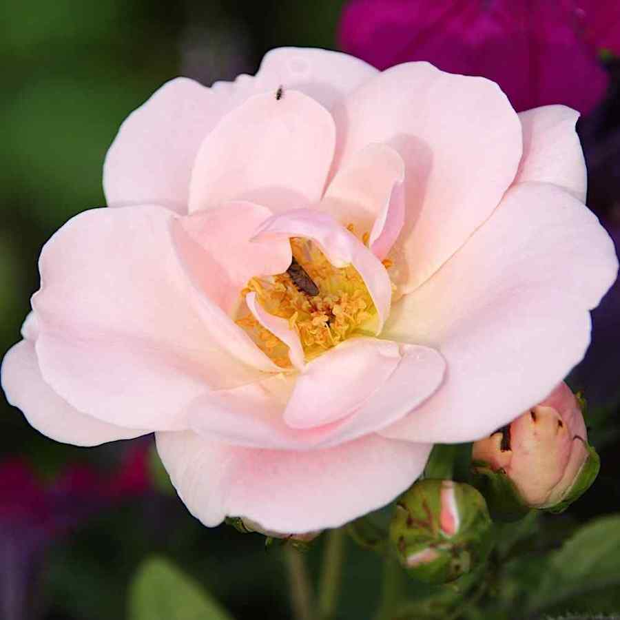 Rosa ‘Astrid Lindgren’
