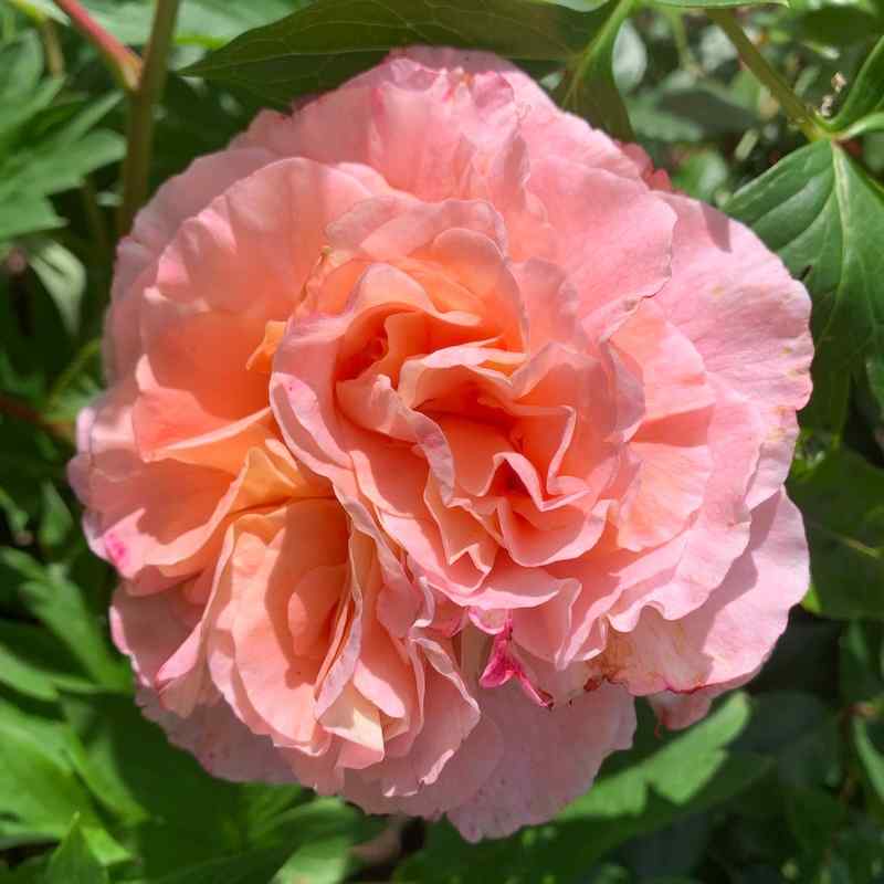 Rosa Austusta Luise