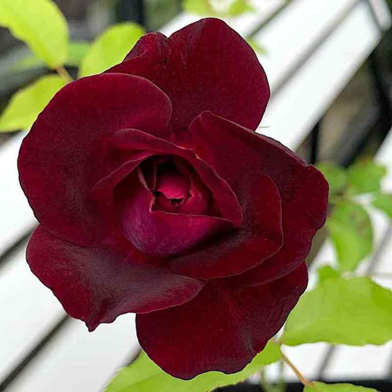 Rosa ‘Burgundy Ice’