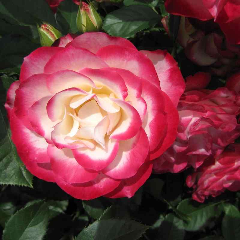 Rosa ‘Jubile du Prince de Monaco’