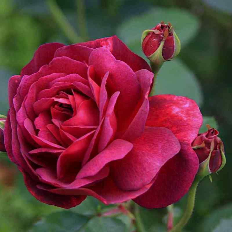 Rosa ‘Chianti’