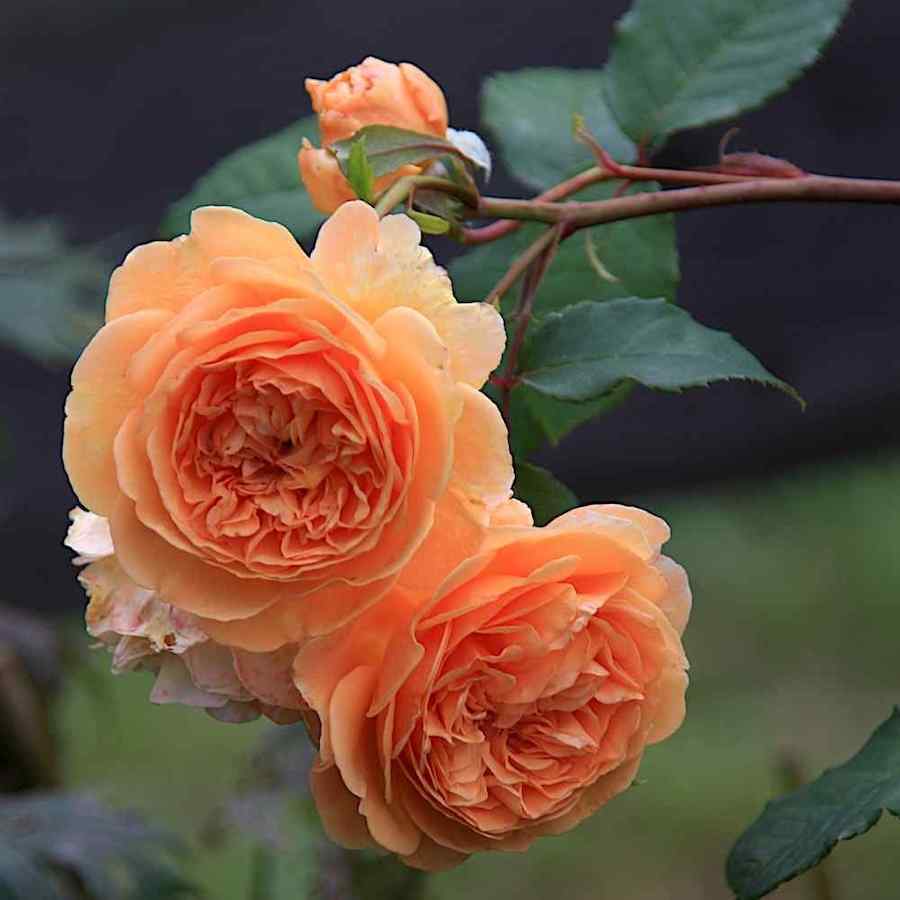 Rosa ‘Crown Princess Margareta’